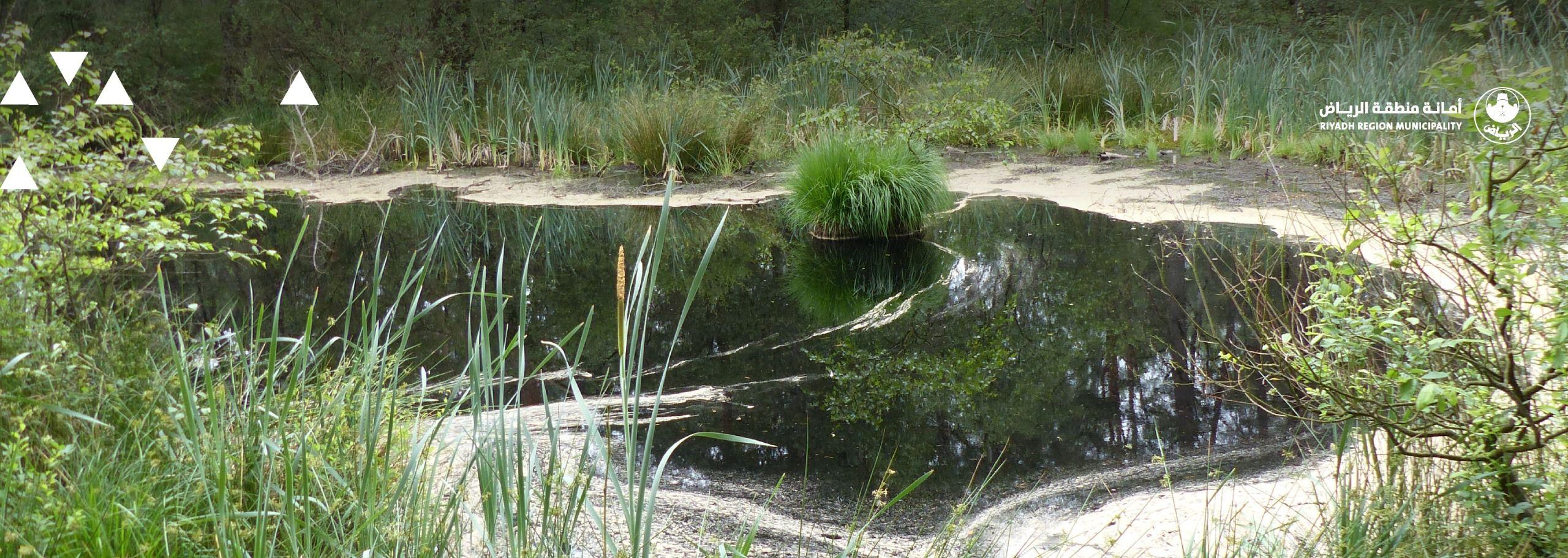 Riyadh Municipality reminds the public of the importance of following park-preservation guidelines