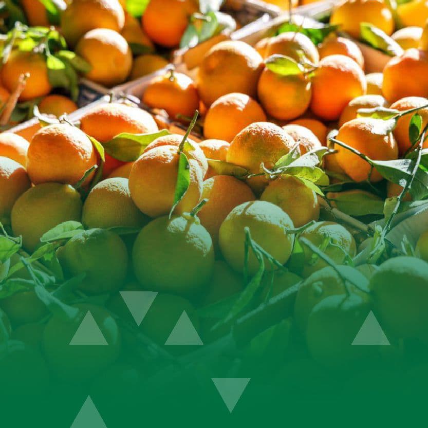 Riyadh Municipality as a Strategic Partner in the Citrus Festival