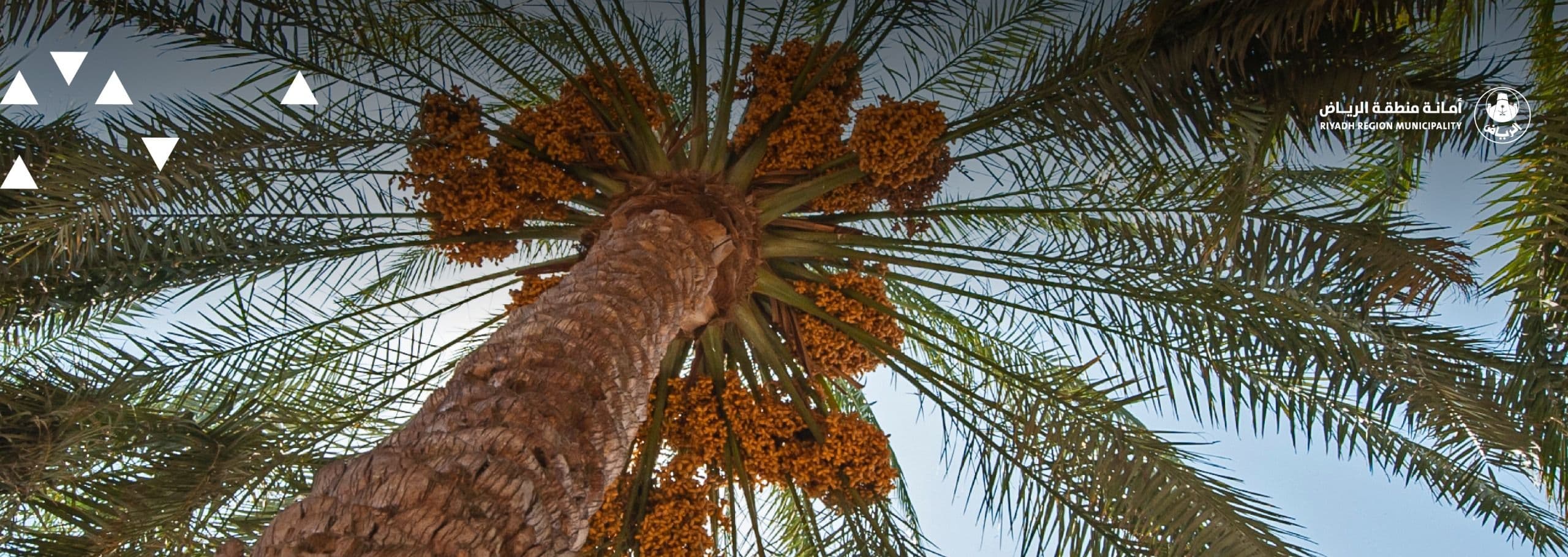 مهرجان الزلفي للتمور والمنتجات الزراعية